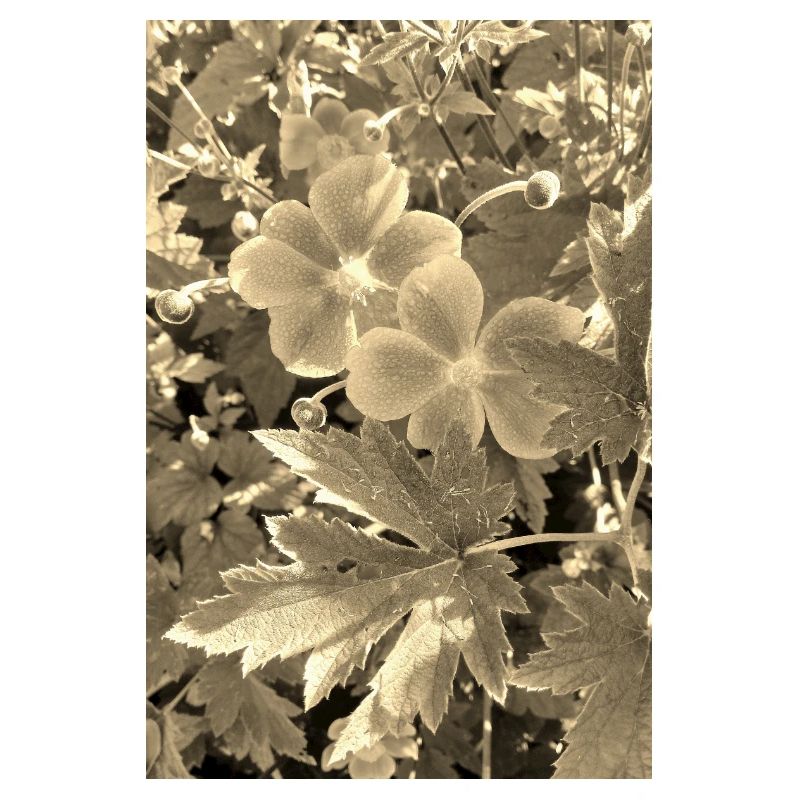 HERBST-ANEMONEN sepia