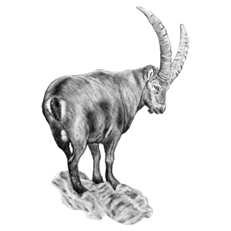 Trinkflasche "STEINBOCK"