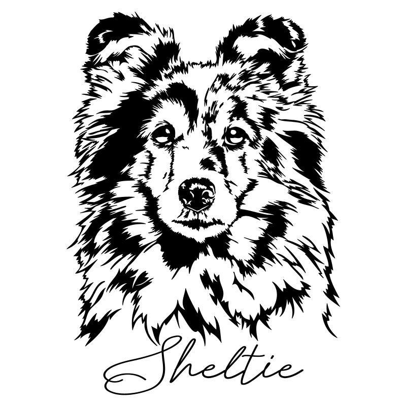 SHELTIE merle chien chiens élevage chien wilsigns