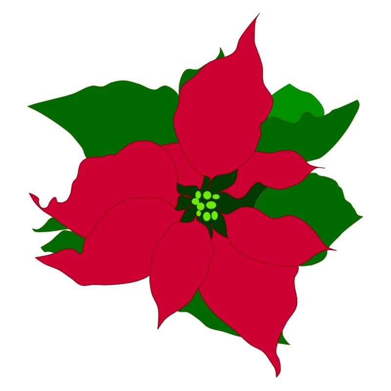 Weihnachtsstern