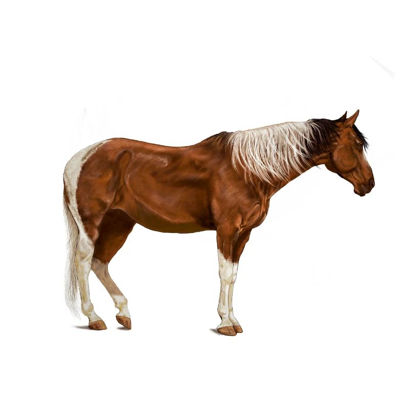 Pferde Pferd