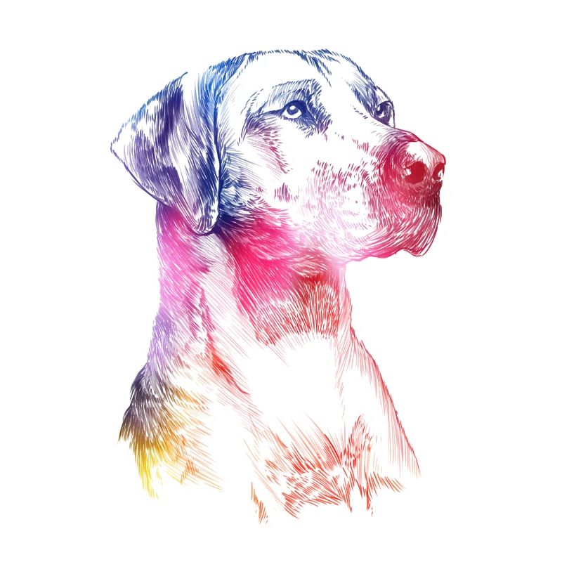 Rhodesian Ridgeback