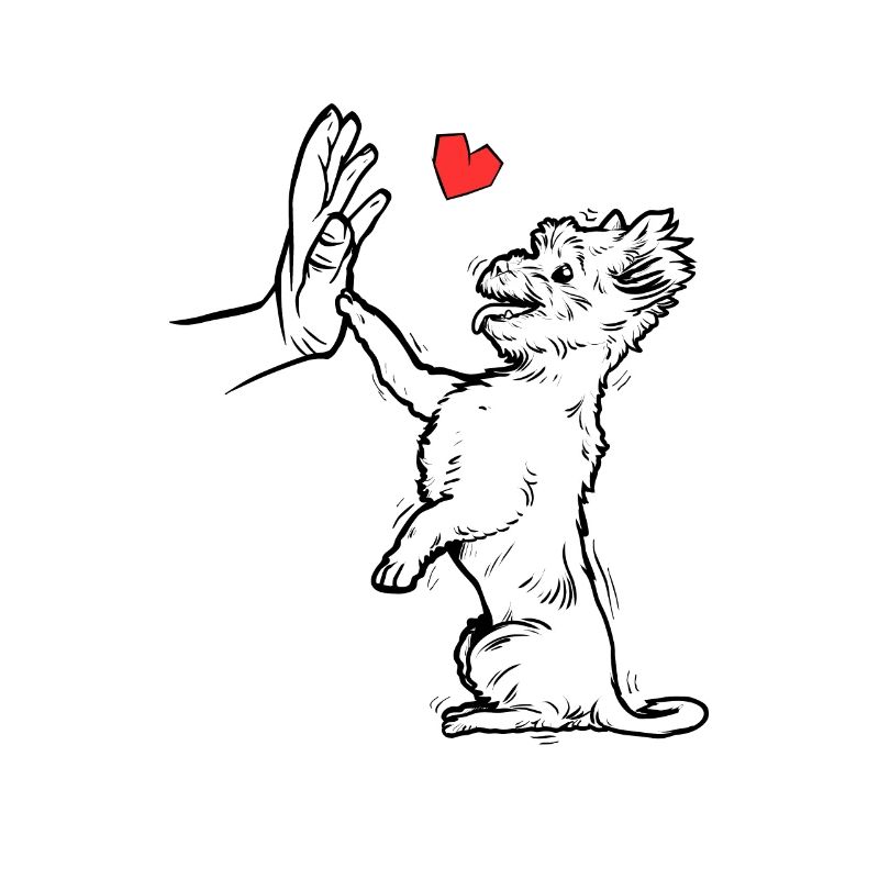Yorkshire Terrier Cute Yorkshire Terrier