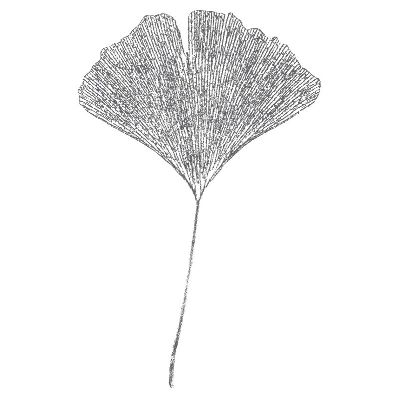 Ginkgo Blatt