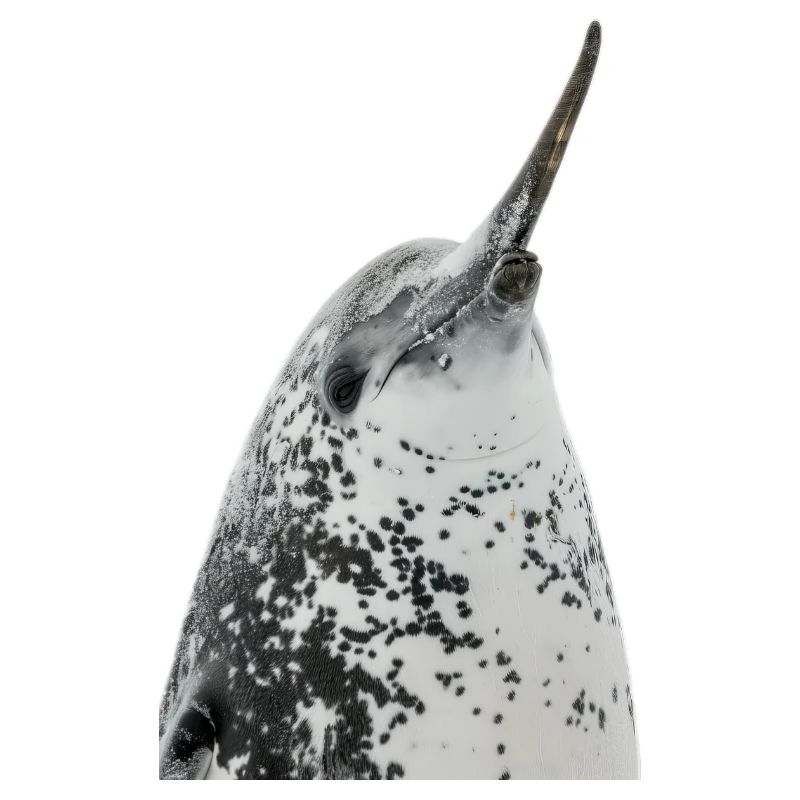 Narwhal