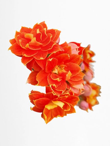 FRÜHLINGSBLUMEN (Dahlie)