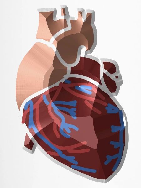 Herz Anatomie