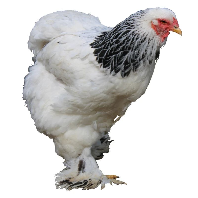 Brahma