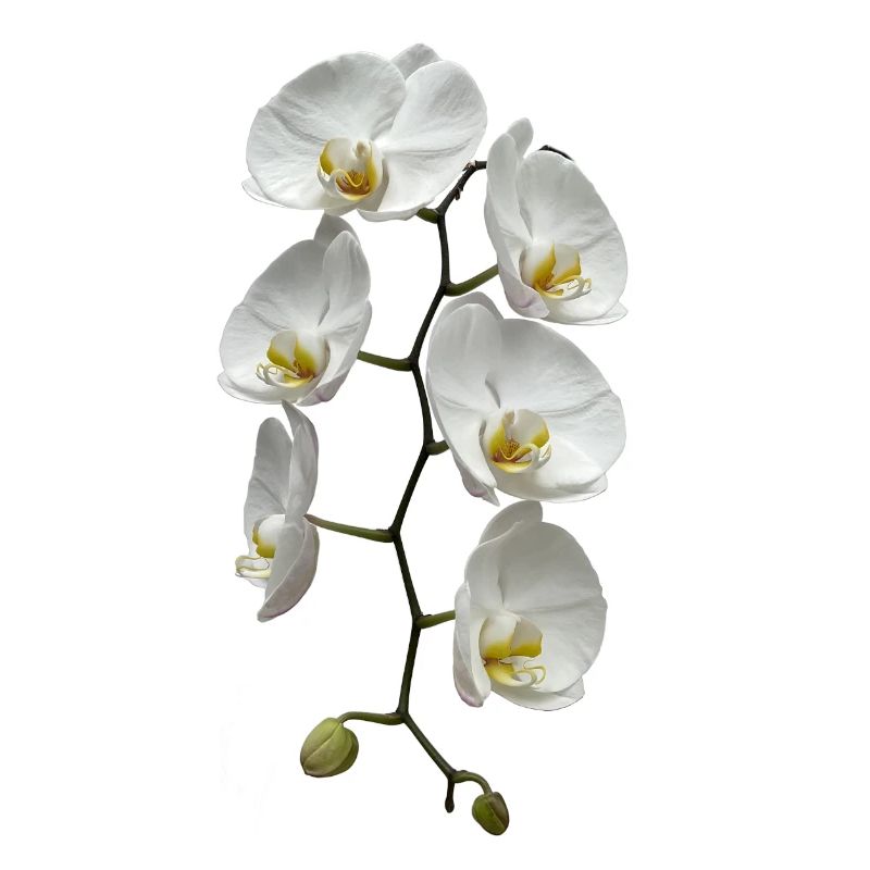 Orchidee