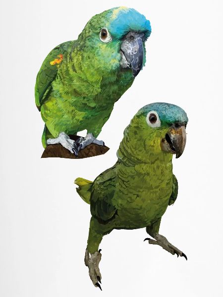 Amazonas-Papageien