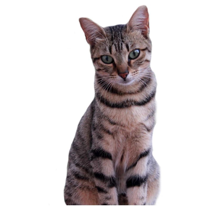 Chaton chat