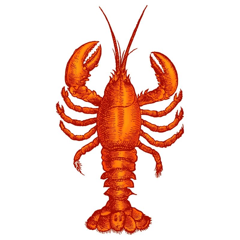 Lobster