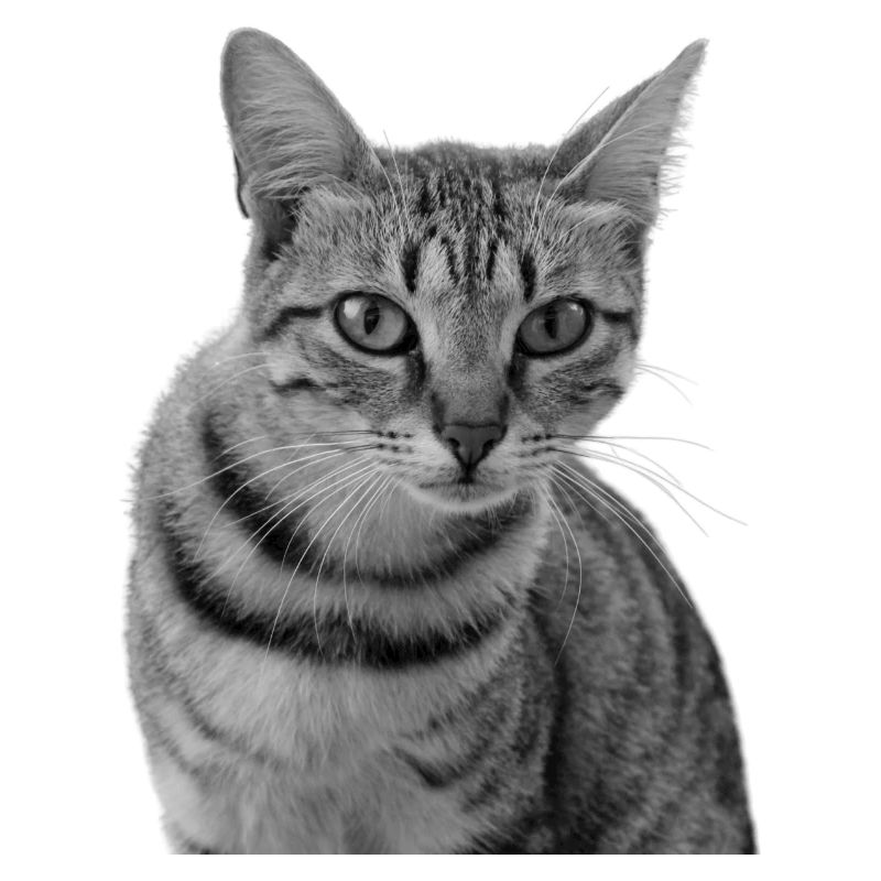 Chat blanc-noir Chat noir et blanc