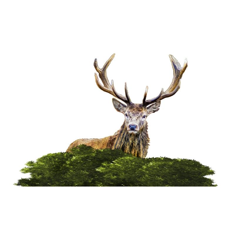 Hirsch