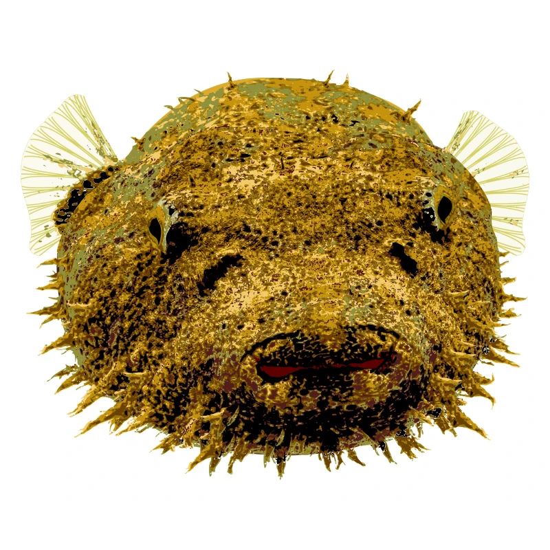 Puffer Fish Tetraodon Baileyi Buffer Aquarium Fish