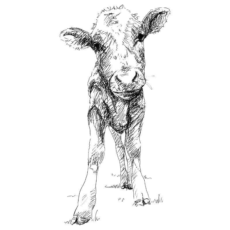 Veau