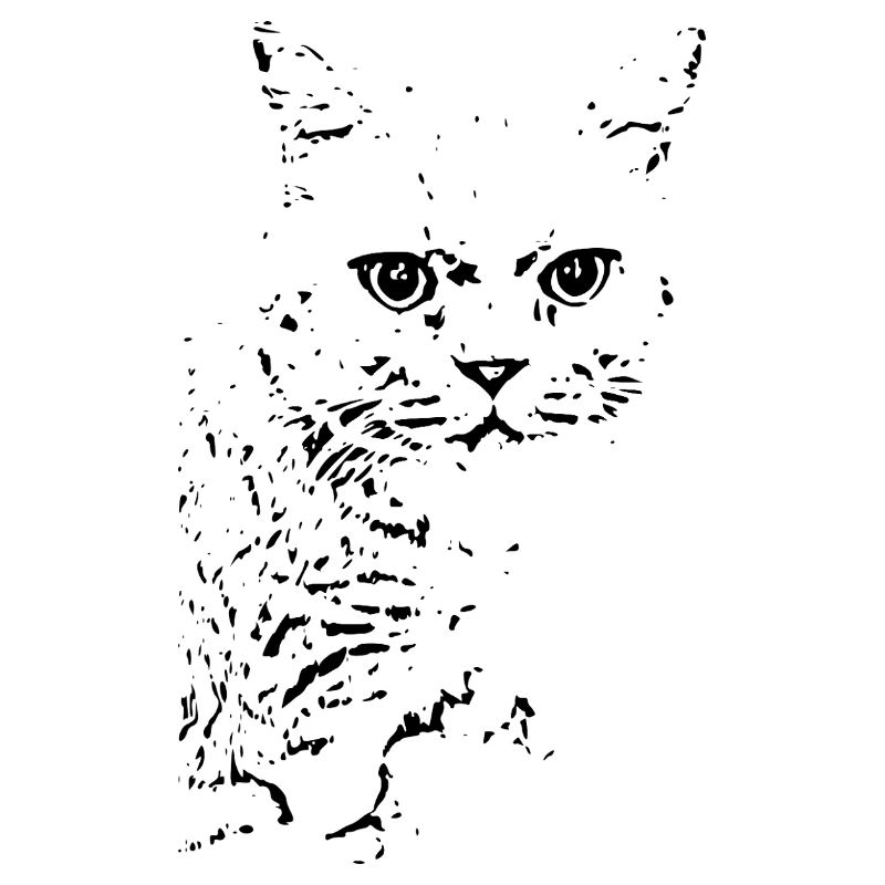 britisch Kurzhaar Katze Katze schwarz Katzen