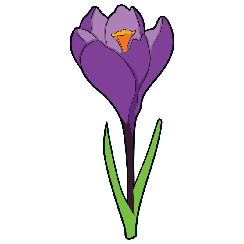 Crocus crocus