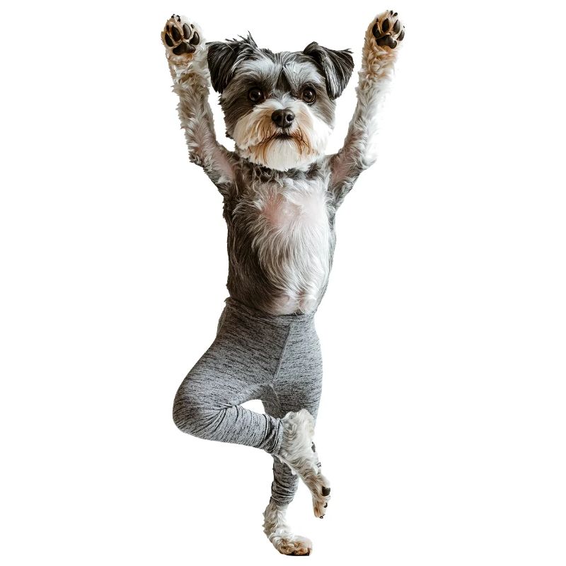Schnauzer
