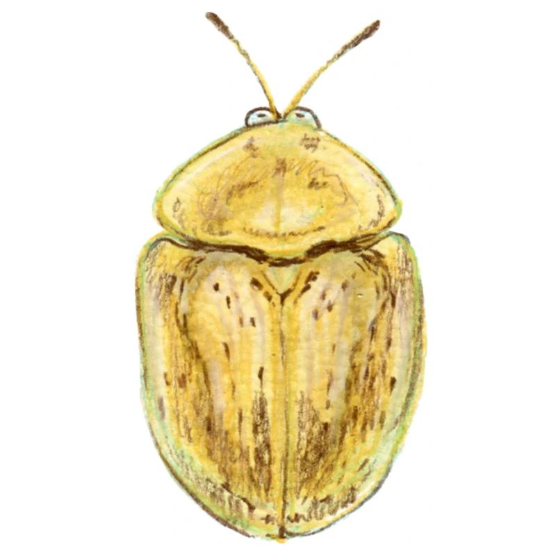 Nebeliger Schildkäfer