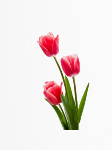Tulpe / Tulip