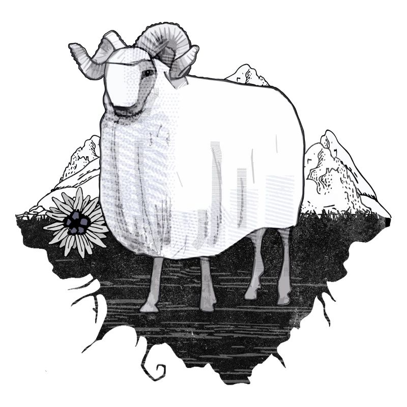 Mouton dans les montagnes