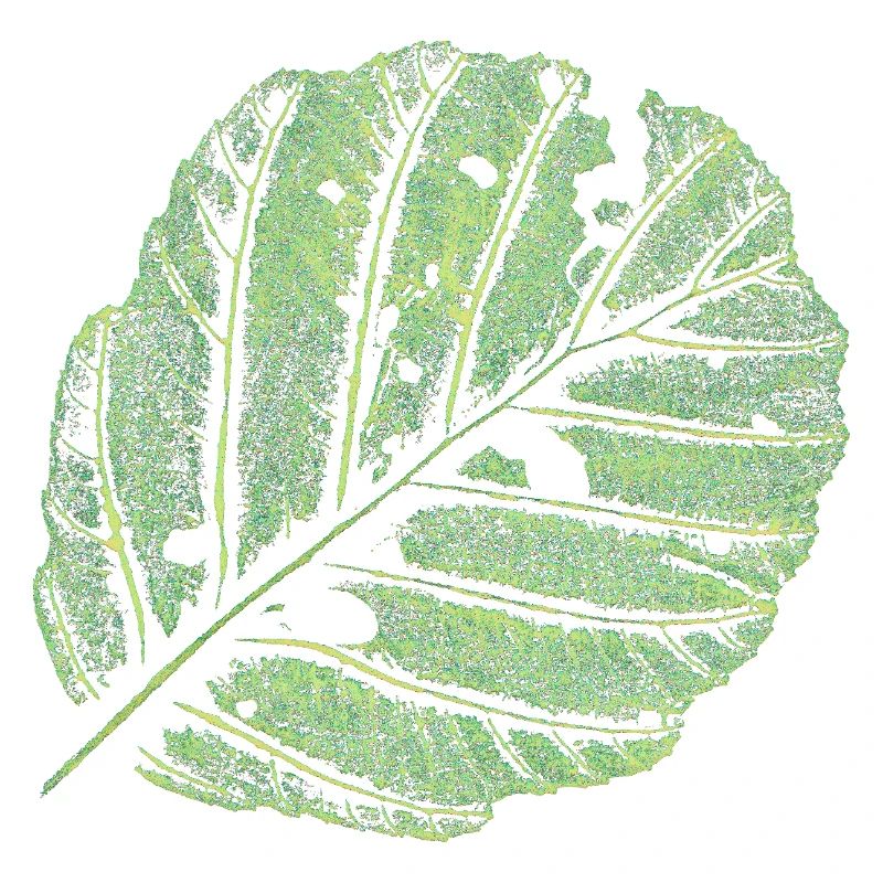 Leaf / Alder