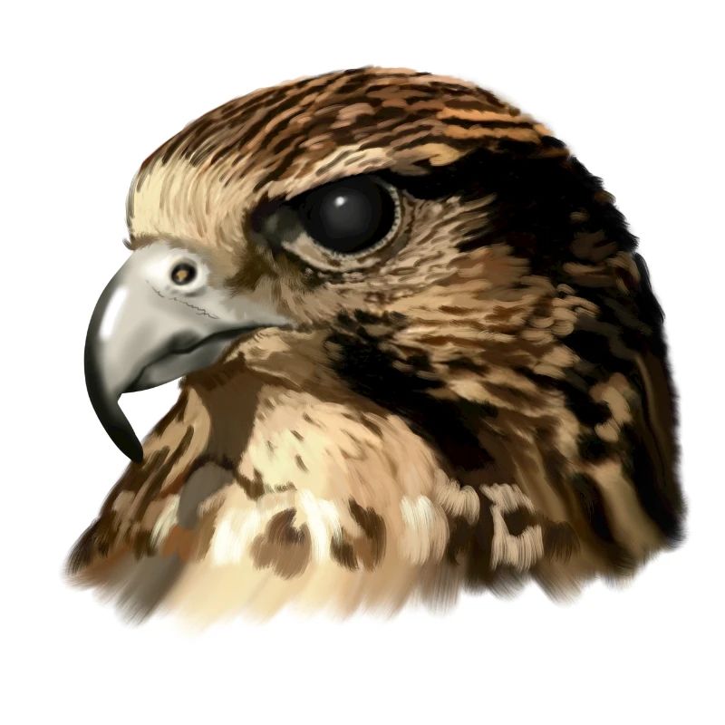 falcon