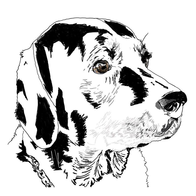 Labrador