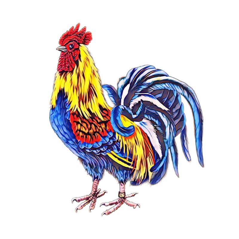 Rooster
