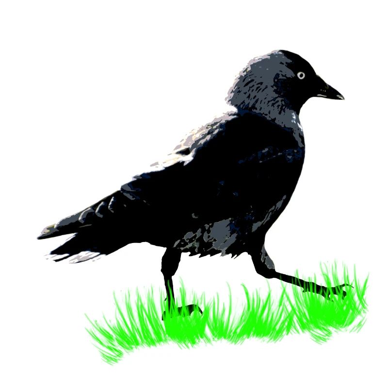 Jackdaw