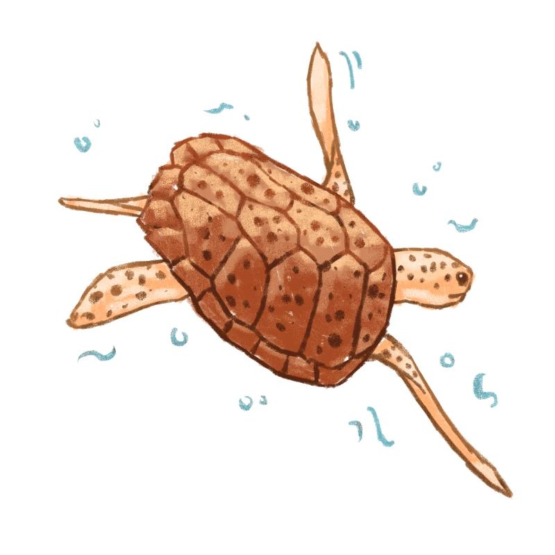 Sea turtle
