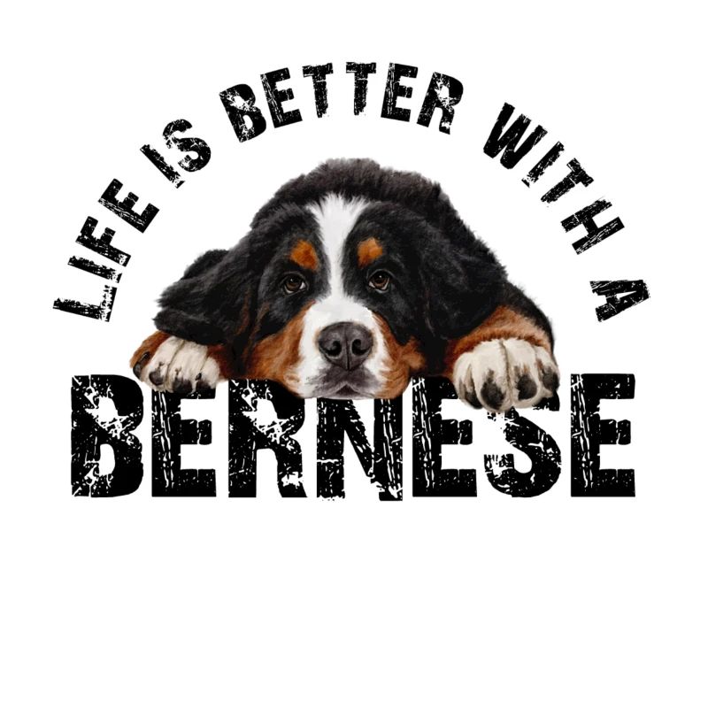 Bernese Mountain dog
