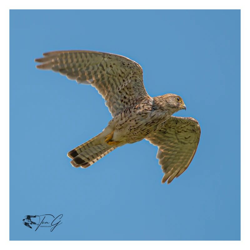 kestrel
