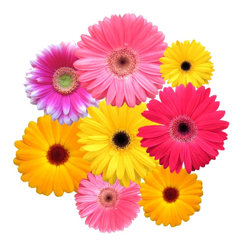Gerbera fleur colorée fleurs Gerberas fleurs florales