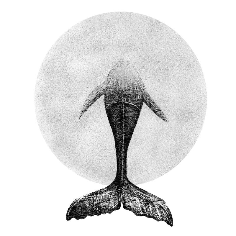 Géant de la plongée : la baleine dans le cercle de l’océan