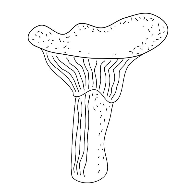 Girolles Champignons