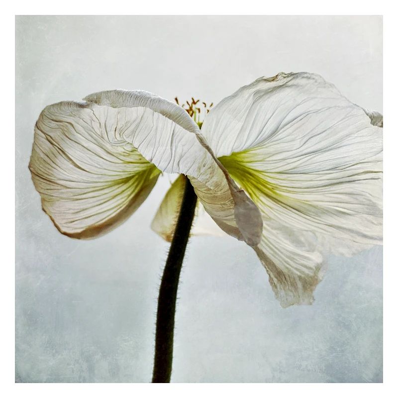 Weiße Mohnblüte
