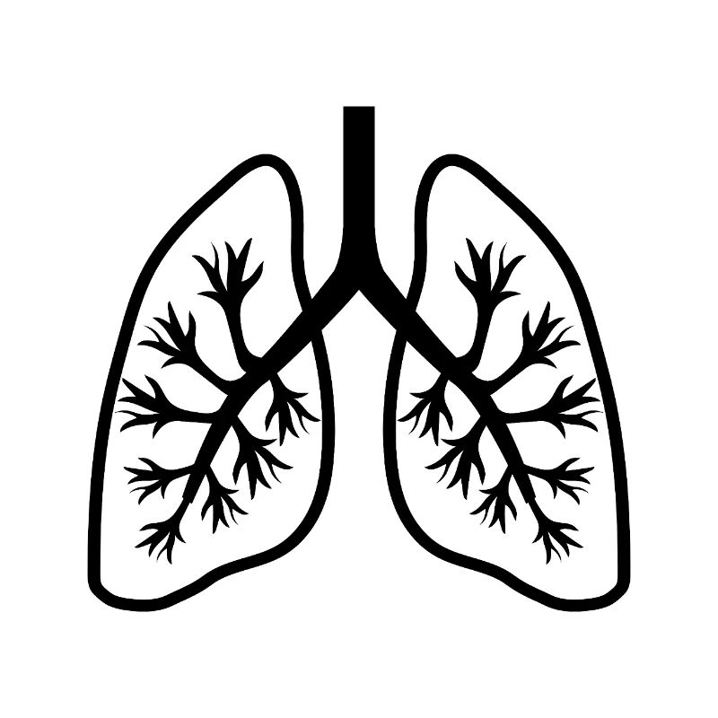 Lungs