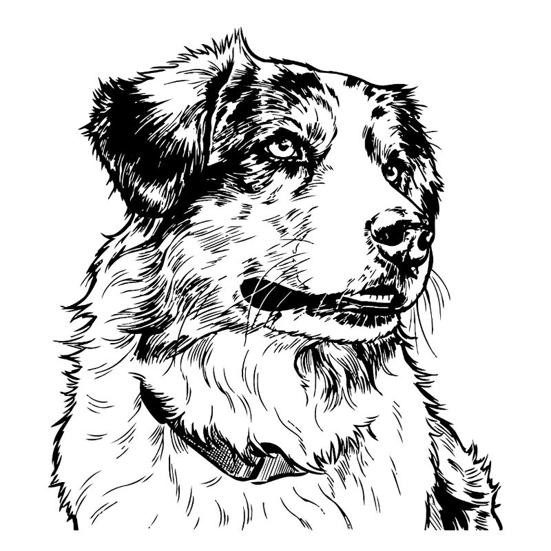 Australian Shepherd