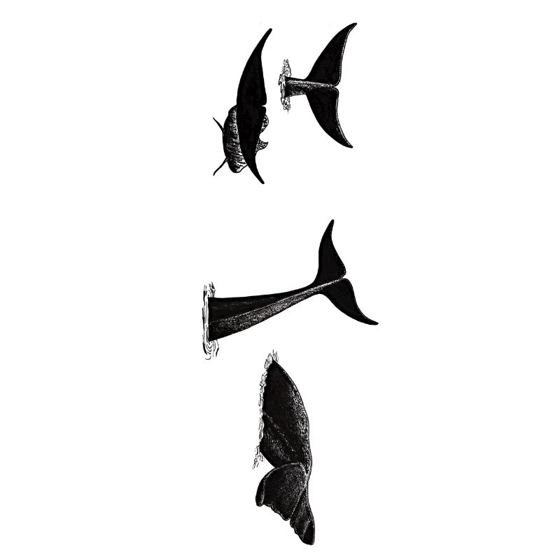 Whale tail - Whale fluke - Queues de baleines