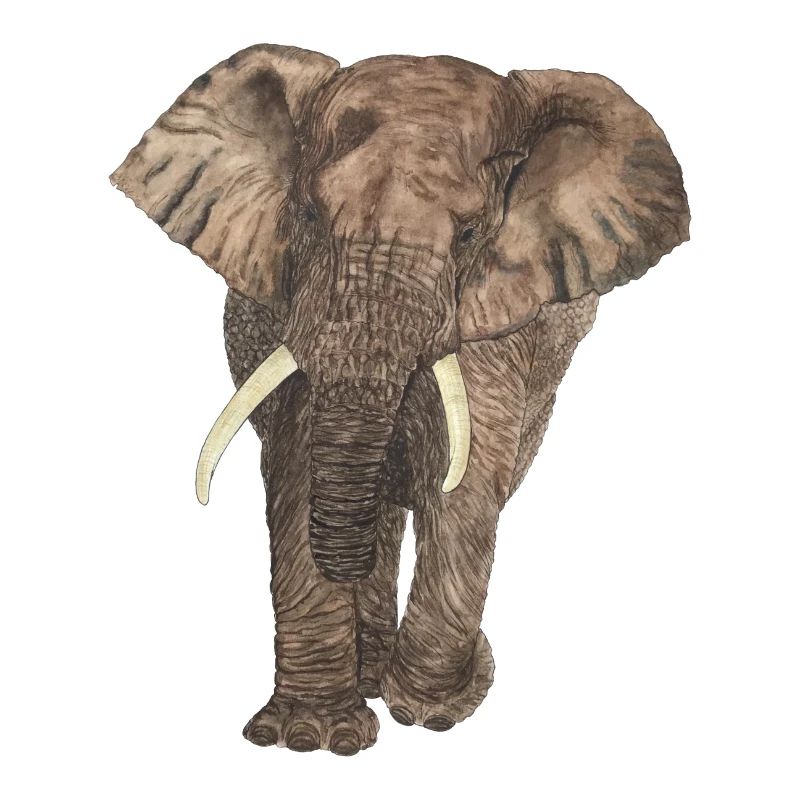 Éléphant