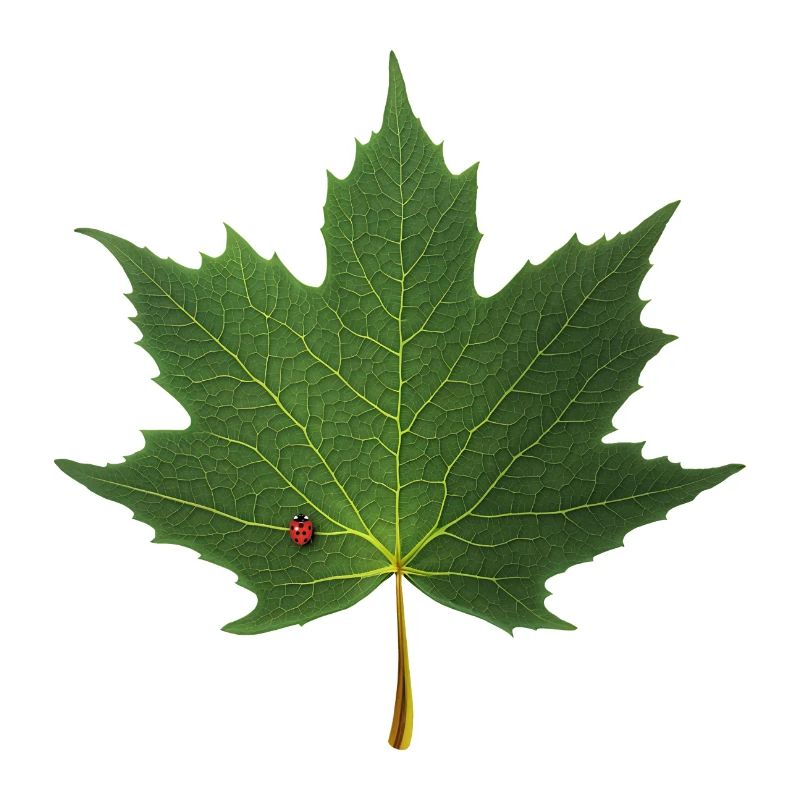 MAPLE LEAF - LADYBUG
