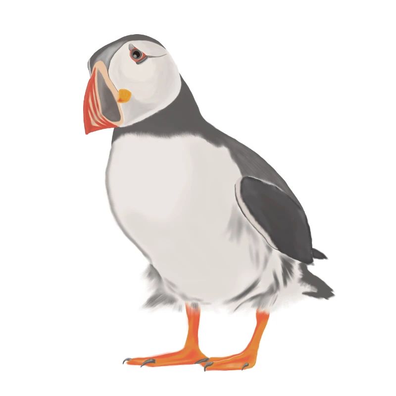 papageientaucher
