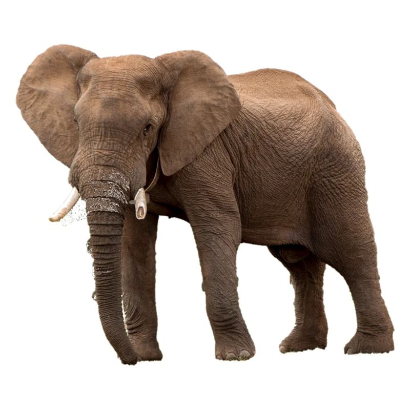 elephant