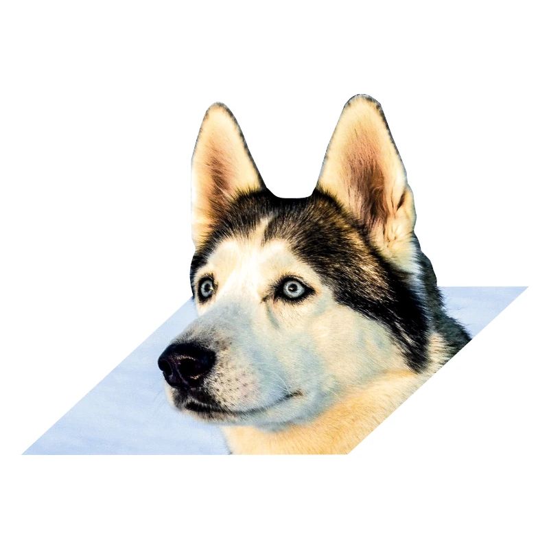 Husky