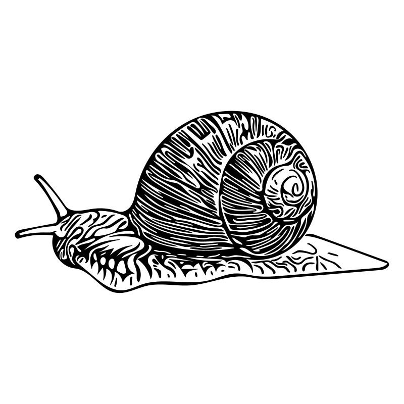slug