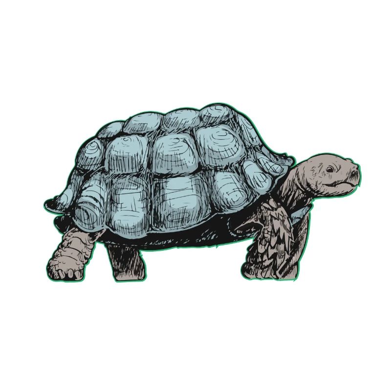 turtle