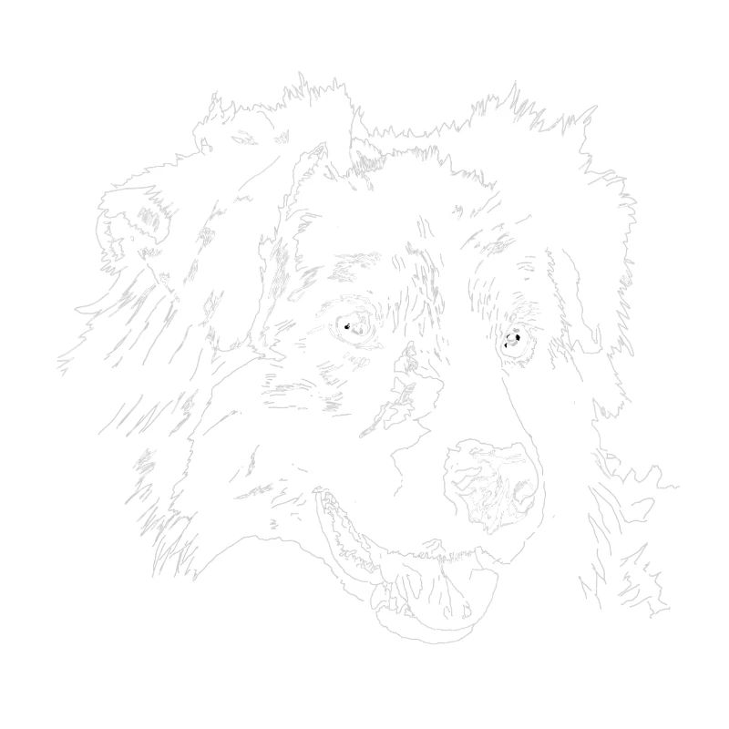 Australian Shepherd