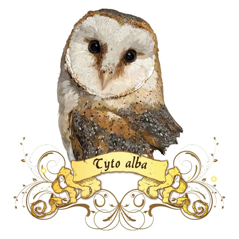 Barn owl